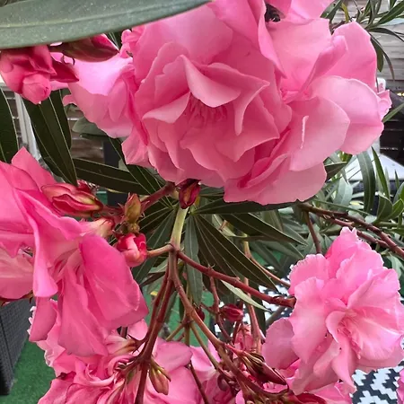 New Business And Fun Camere&monolocali Gb Rossi Friendly Гостевой дом Верона